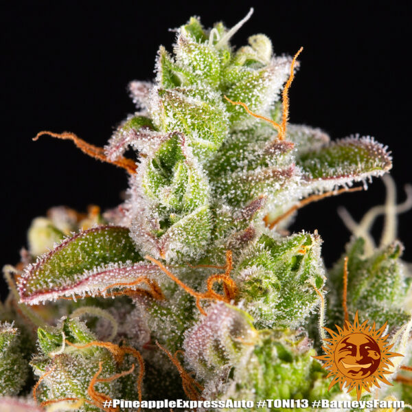 PINEAPPLE EXPRESS AUTO - Image 6