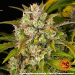 PINEAPPLE EXPRESS AUTO - Image 7