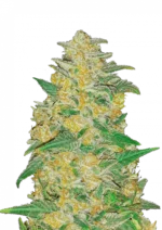 AK Auto