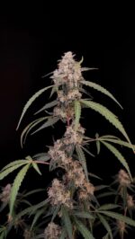 AK Auto - Image 5