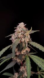 AK Auto - Image 6