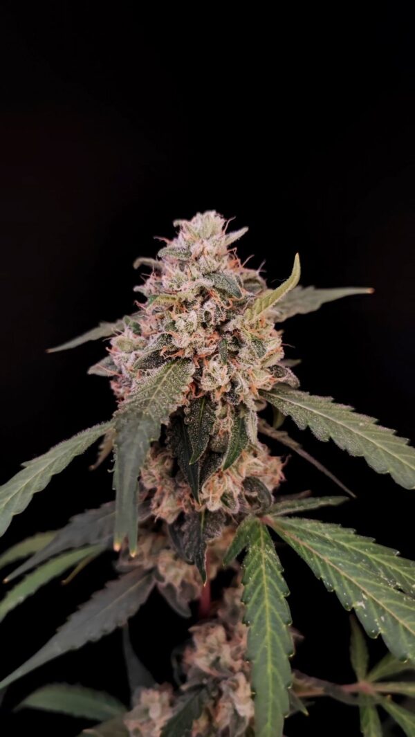 AK Auto - Image 6