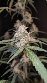 AK Auto - Image 2
