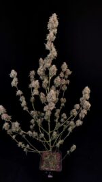 AK Auto - Image 3