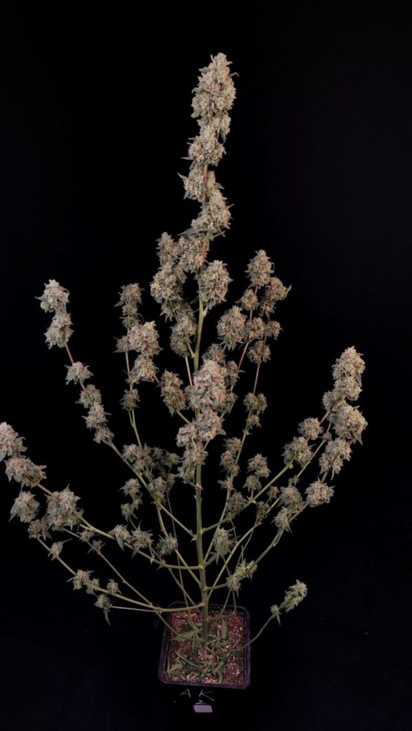 AK Auto - Image 3