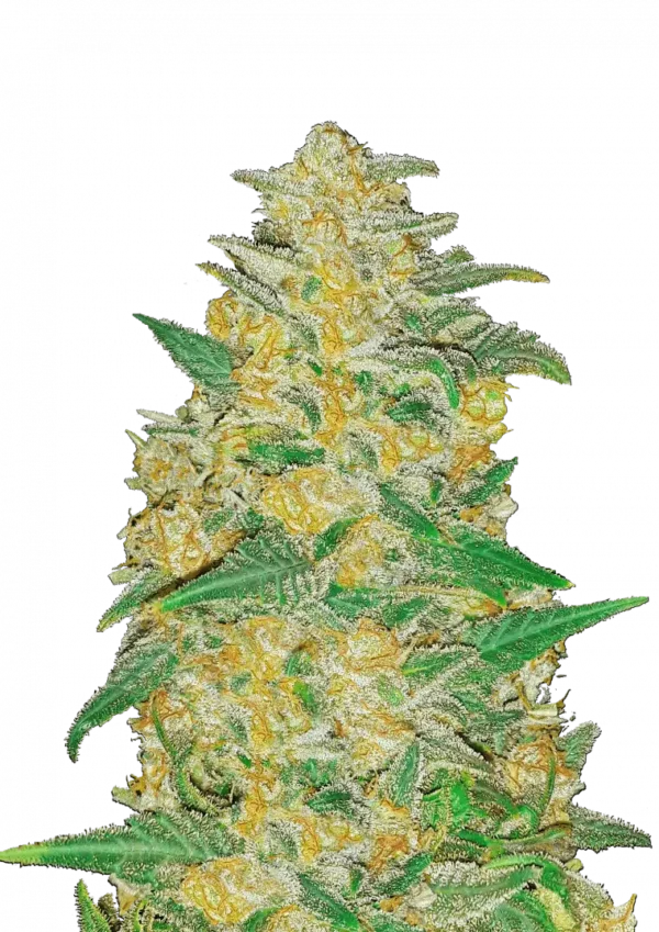 AK Auto - Image 1