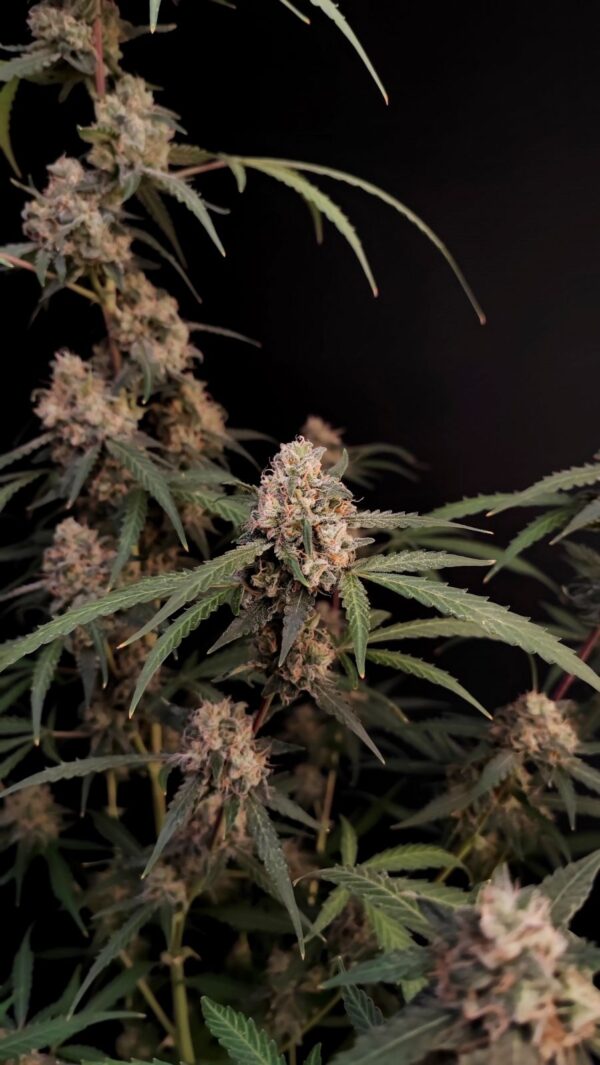 AK Auto - Image 4