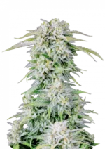 A compact Afghan Kush Auto cannabis plant covered in glistening trichomes, with tight green buds and a rich earthy-pine scent evoking traditional landrace indica genetics.