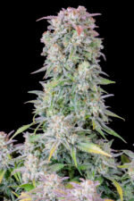 Afghan Kush Auto - Image 2