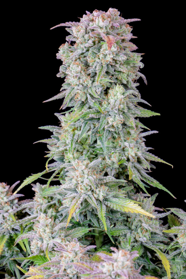Afghan Kush Auto - Image 2
