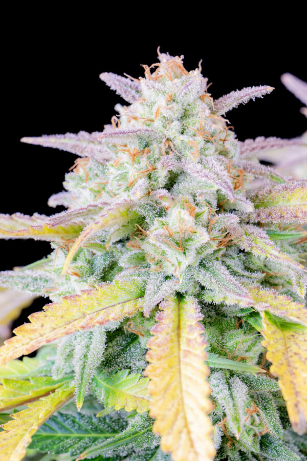 Afghan Kush Auto - Image 3