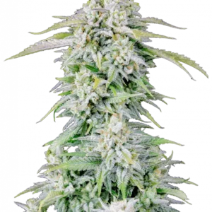 A compact Afghan Kush Auto cannabis plant covered in glistening trichomes, with tight green buds and a rich earthy-pine scent evoking traditional landrace indica genetics.