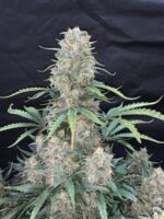 Afghan Kush Auto - Image 5