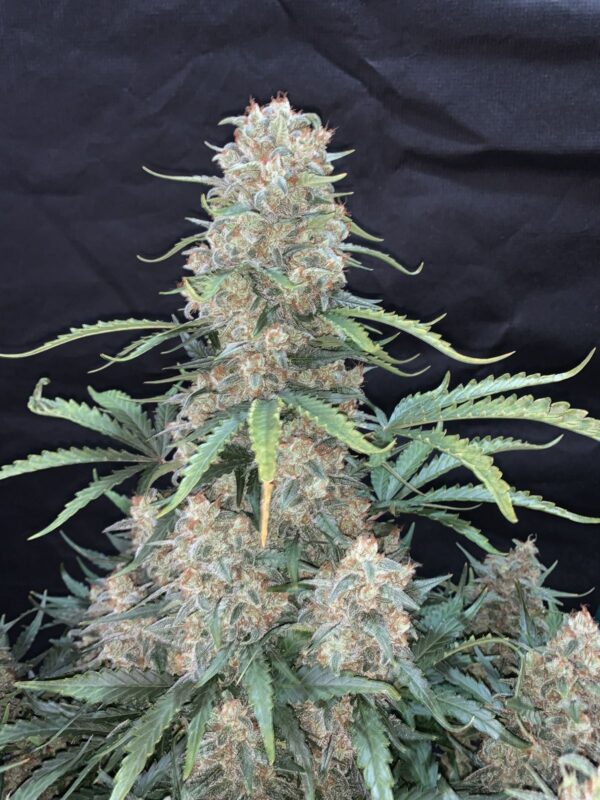 Afghan Kush Auto - Image 5