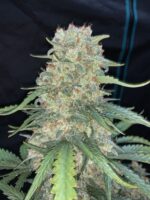 Afghan Kush Auto - Image 6