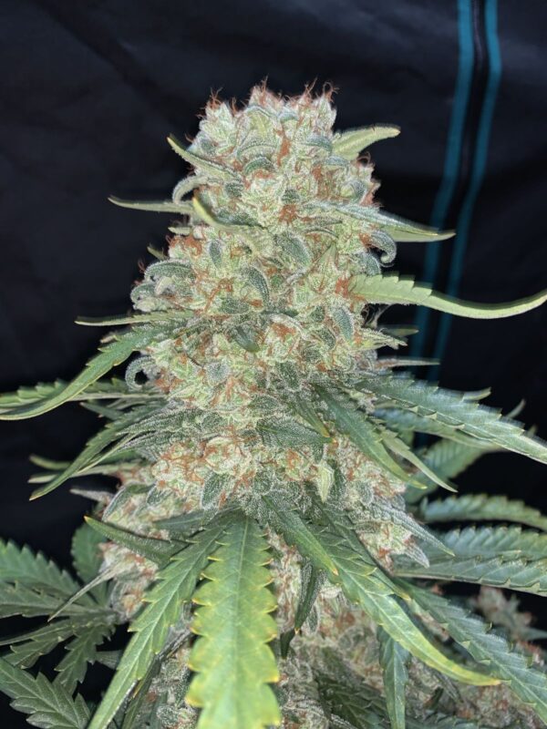 Afghan Kush Auto - Image 6