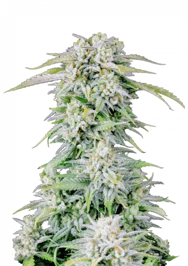 A compact Afghan Kush Auto cannabis plant covered in glistening trichomes, with tight green buds and a rich earthy-pine scent evoking traditional landrace indica genetics.
