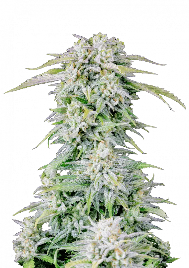 A compact Afghan Kush Auto cannabis plant covered in glistening trichomes, with tight green buds and a rich earthy-pine scent evoking traditional landrace indica genetics.