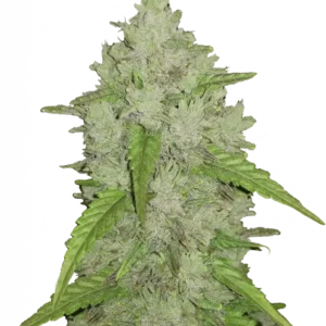 Amnesia Haze Auto™ cannabis plant by Fast Buds—tall and resin-coated with dense Haze-style colas, bright orange pistils, and zesty citrus aromas.