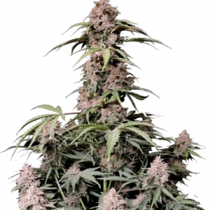 Amnesia Z Auto™ cannabis bud by Fast Buds, featuring tall, resin-coated colas with bright orange pistils and frosty trichomes, emitting tropical citrus and spicy aromas.