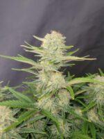 A vibrant Apricot Auto cannabis plant with resinous, colorful buds tinted with pink and purple hues, surrounded by lush neon-green leaves and exuding sweet, fruity apricot and citrus aromas.