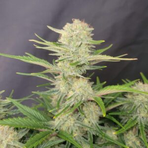 A vibrant Apricot Auto cannabis plant with resinous, colorful buds tinted with pink and purple hues, surrounded by lush neon-green leaves and exuding sweet, fruity apricot and citrus aromas.