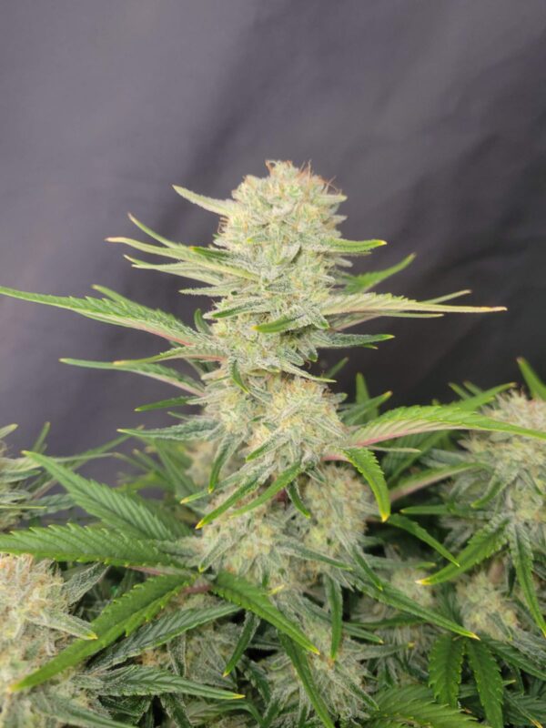 A vibrant Apricot Auto cannabis plant with resinous, colorful buds tinted with pink and purple hues, surrounded by lush neon-green leaves and exuding sweet, fruity apricot and citrus aromas.