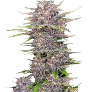 A vibrant Banana Purple Punch Auto plant with medium-high stature and ultra-dense buds in shades of purple, magenta, and orange, glistening with white trichomes—emitting a sweet banana-strawberry aroma with tropical and gummy overtones.
