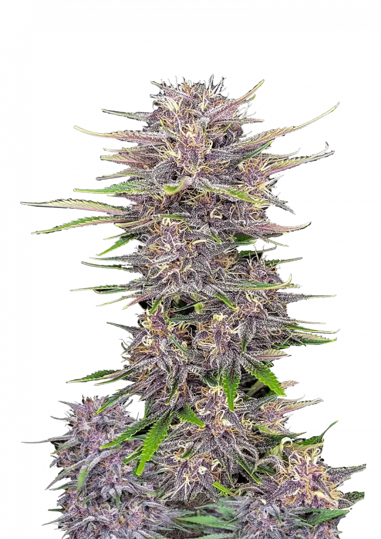 A vibrant Banana Purple Punch Auto plant with medium-high stature and ultra-dense buds in shades of purple, magenta, and orange, glistening with white trichomes—emitting a sweet banana-strawberry aroma with tropical and gummy overtones.