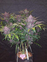 Blackberry Auto - Image 2