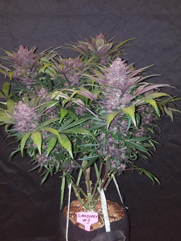 Blackberry Auto - Image 2