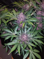 Blackberry Auto - Image 3