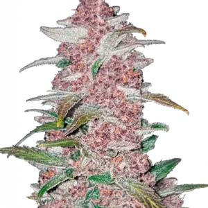 Blackberry Auto™ cannabis plant by Fast Buds—medium-height, dense purple-drenched buds thickly coated in trichomes, with bright orange pistils, radiating sweet berry and earthy aromas.