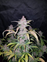 Blackberry Auto - Image 4