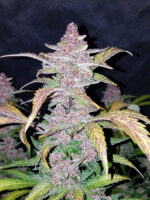 Blackberry Auto - Image 5