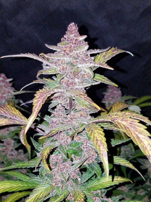 Blackberry Auto - Image 5