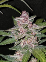 Blackberry Auto - Image 6