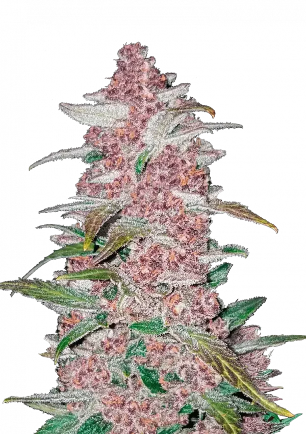 Blackberry Auto™ cannabis plant by Fast Buds—medium-height, dense purple-drenched buds thickly coated in trichomes, with bright orange pistils, radiating sweet berry and earthy aromas.