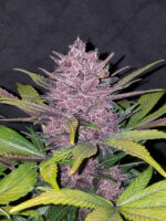 Blackberry Auto - Image 7