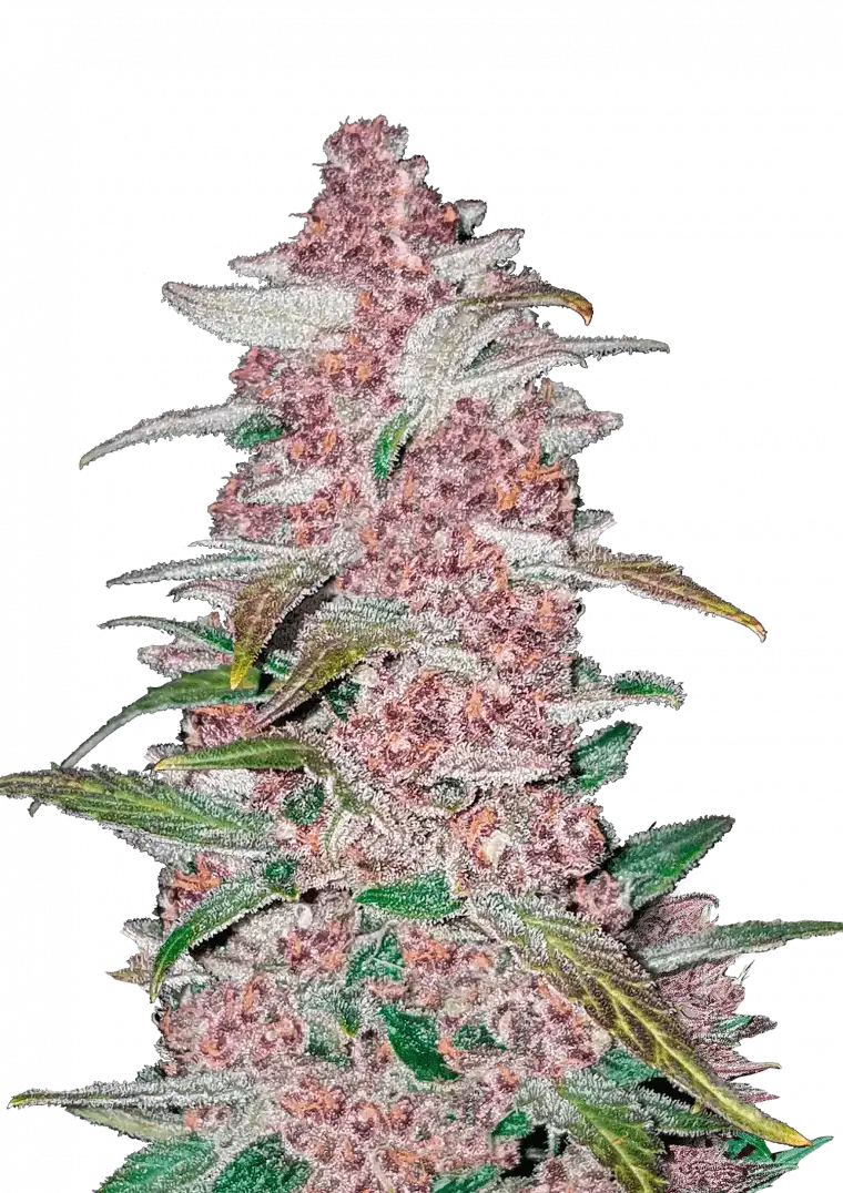 Blackberry Auto™ cannabis plant by Fast Buds—medium-height, dense purple-drenched buds thickly coated in trichomes, with bright orange pistils, radiating sweet berry and earthy aromas.