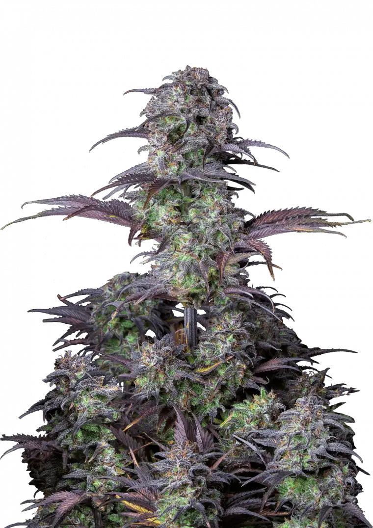 Blueberry Auto™ cannabis plant by Fast Buds—medium-height with frosty purple-green buds, orange pistils, and intense wild berry and earthy dessert aroma.