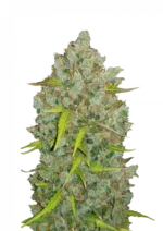 A vivid BubbleGum Auto cannabis plant with bright green buds covered in frosty trichomes and orange pistils, exuding a sweet, strawberry bubblegum scent in a compact, bushy structure.