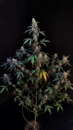 BubbleGum Auto - Image 2