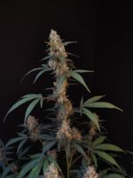 BubbleGum Auto - Image 3