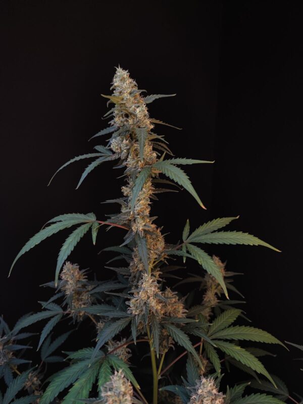 BubbleGum Auto - Image 3