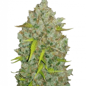 A vivid BubbleGum Auto cannabis plant with bright green buds covered in frosty trichomes and orange pistils, exuding a sweet, strawberry bubblegum scent in a compact, bushy structure.