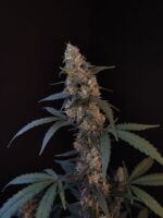 BubbleGum Auto - Image 4