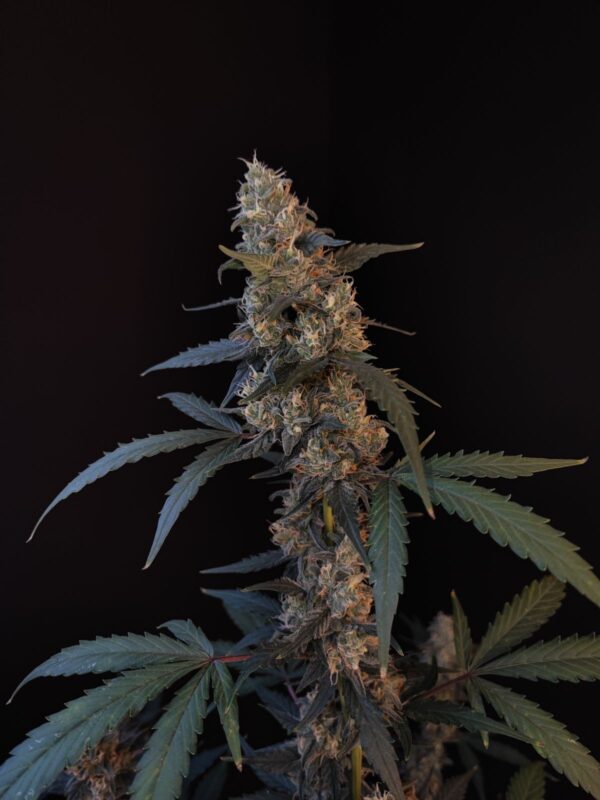 BubbleGum Auto - Image 4