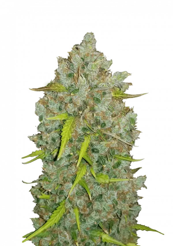 A vivid BubbleGum Auto cannabis plant with bright green buds covered in frosty trichomes and orange pistils, exuding a sweet, strawberry bubblegum scent in a compact, bushy structure.