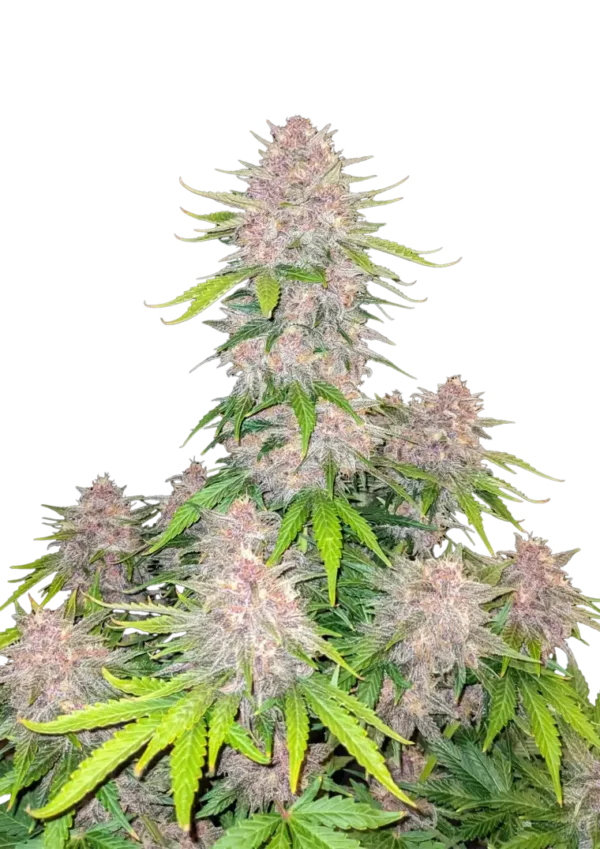 A stunning Cherry Cola Auto plant covered in thick trichomes, flaunting vibrant green and purple buds with orange pistils, radiating a sweet cola-cherry scent and fizzy soda-shop appeal.